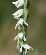 Autumn Lady's-tresses (Spiranthes spiralis)