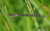 Dainty Damselfly (Coenagrion scitulum) F-Imm