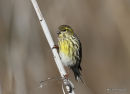 European Serin (Serinus serinus) Los Narejos