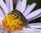 Unidentified diptera sp.