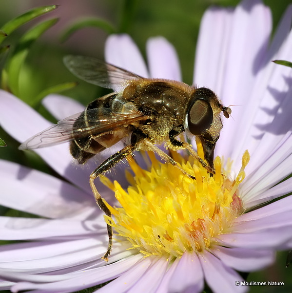 Eristalis nemorum (Stripe-faced Dronefly) F