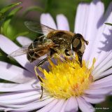Eristalis nemorum (Stripe-faced Dronefly) F