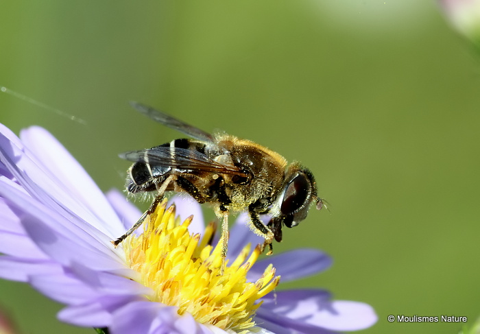Eristalis nemorum (Stripe-faced Dronefly) F