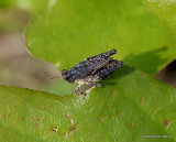 Common Groundhopper (Tetrix undulata) M