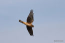 Hen Harrier (Circus cyaneus) Juv