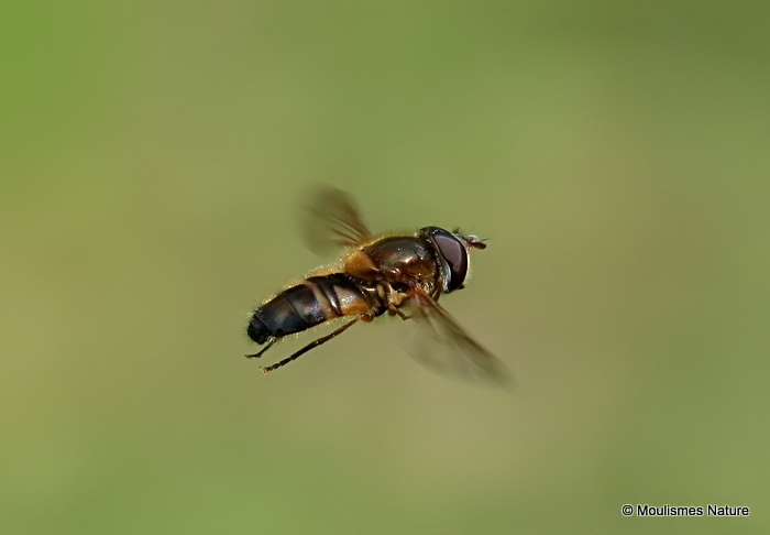 Eristalis arbustorum (Plain-faced Dronefly) M