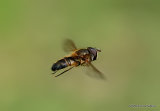Eristalis arbustorum (Plain-faced Dronefly) M