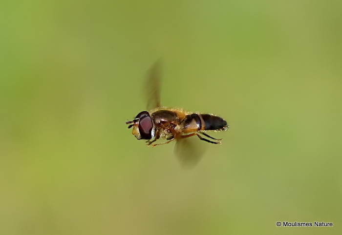Eristalis arbustorum (Plain-faced Dronefly) M