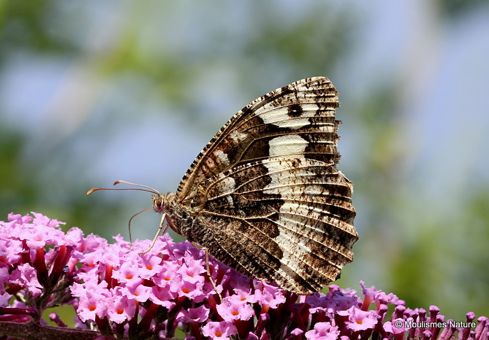 Great Banded Grayling (Brintesia circe)