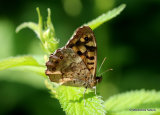 Speckled Wood (Pararge aegeria)