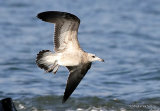 L. audouinii juv/1st-winter