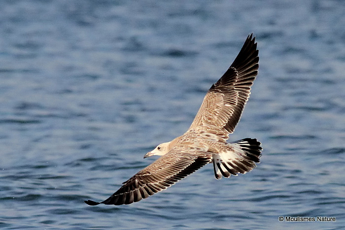 L. audouinii juv/1st-winter