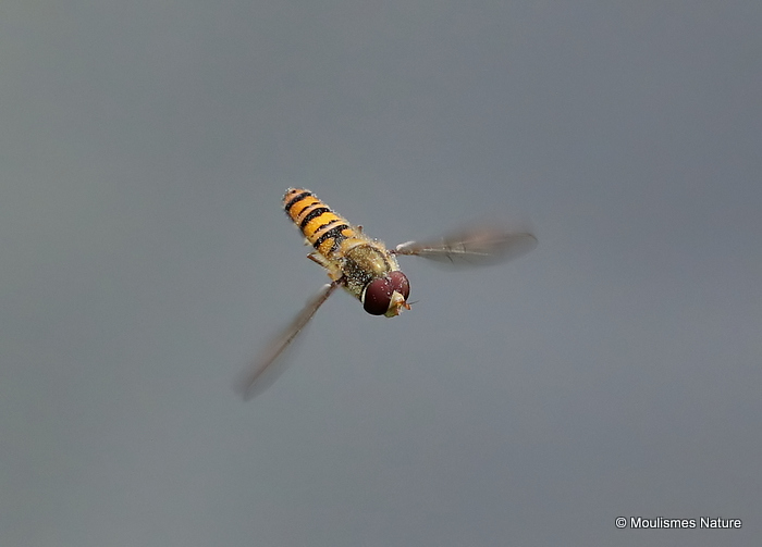 Episyrphus balteatus (Marmalade Hoverfly) M