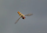 Episyrphus balteatus (Marmalade Hoverfly) M