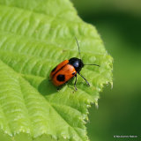Leaf Beetle sp. Cryptocephalus bipunctatus