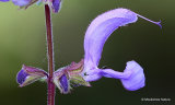 Salvia pratensis, Meadow Clary
