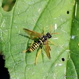 Tenthredo scrophulariae (Figwort Sawfly)