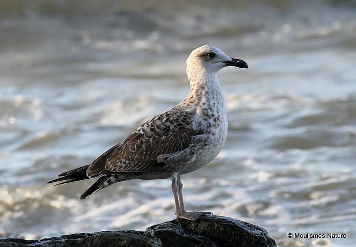 L. fuscus 1st-winter
