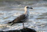 L. fuscus 1st-winter