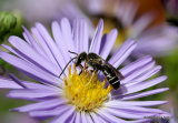 Lasioglossum bee sp.