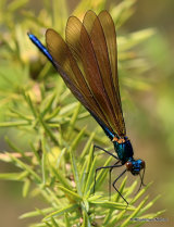 Beautiful Demoiselle (Calopteryx virgo) M-imm