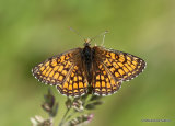 Meadow Fritillary (Mellicta parthenoides) F