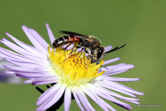 Common Furrow Bee (Lasioglossum calceatum) M