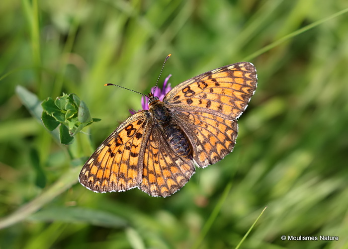 Knapweed Fritillary (Melitaea phoebe)