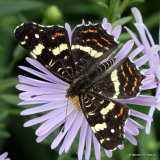 Map Butterfly (Araschnia levana)