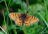 Meadow Fritillary (Mellicta parthenoides) M