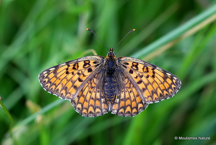 Knapweed Fritillary (Melitaea phoebe)