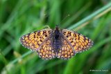 Knapweed Fritillary (Melitaea phoebe)