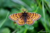 Meadow Fritillary (Mellicta parthenoides) M