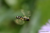 Syritta pipiens M