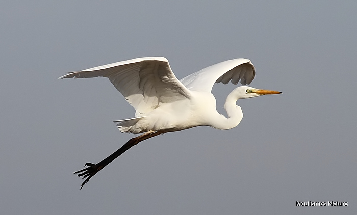 Great Egret (Egretta alba) Ad-W