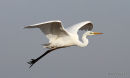 Great Egret (Egretta alba) Ad-W