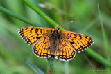 Meadow Fritillary (Mellicta parthenoides) M