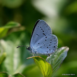 Provencal Short-tailed Blue (Everes alcetas) F