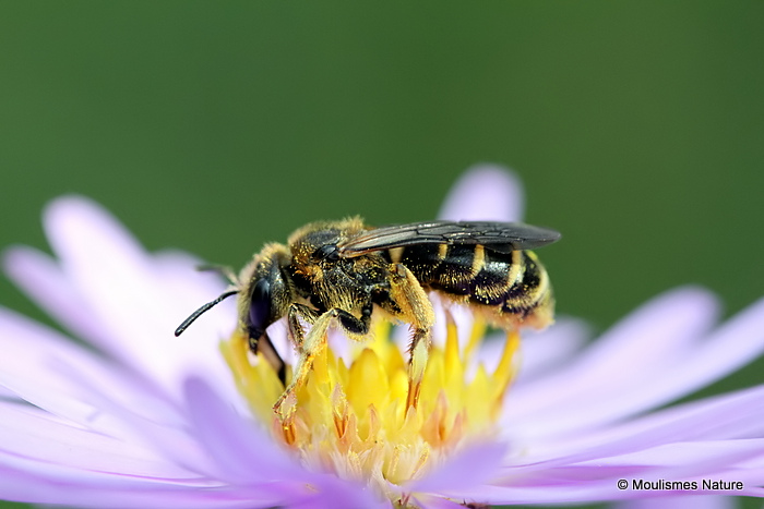 Unidentified bee sp.