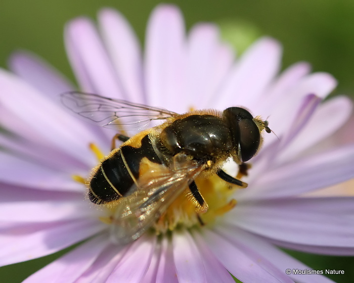 Eristalis nemorum (Stripe-faced Dronefly) M