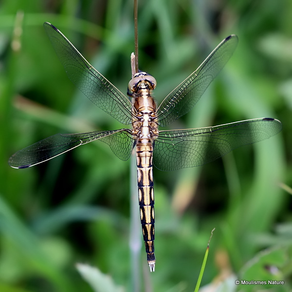 White-tailed Skimmer (Orthetrum albistylum) M-imm