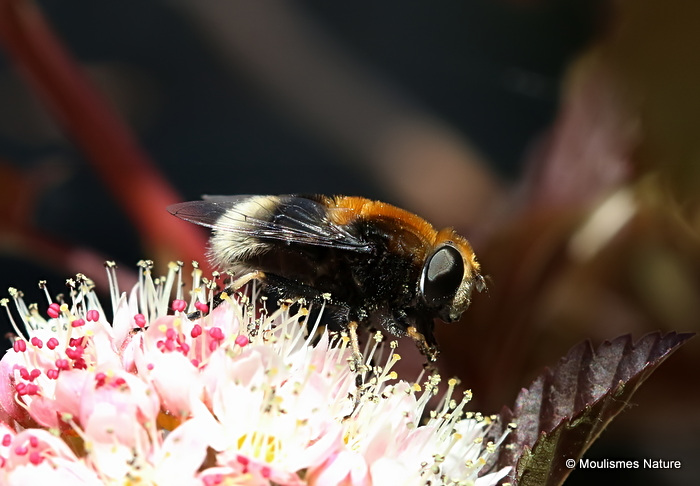 Eristalis intricarius (Furry Dronefly) F