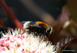 Eristalis intricarius (Furry Dronefly) F