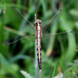 White-tailed Skimmer (Orthetrum albistylum) M-imm