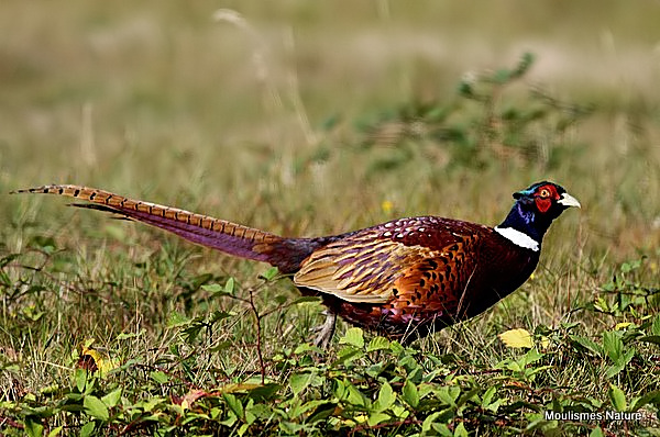 Common Pheasant (Phasianus colchicus) M