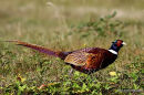 Common Pheasant (Phasianus colchicus) M