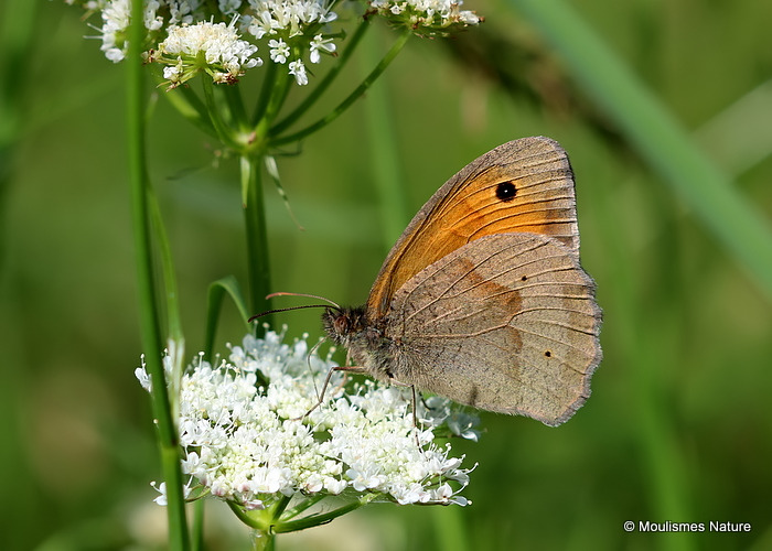 Meadow Brown (Maniola jurtina) M