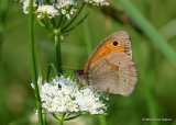 Meadow Brown (Maniola jurtina) M