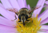 Eristalis nemorum (Stripe-faced Dronefly) F