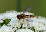 Episyrphus balteatus (Marmalade Hoverfly) M